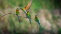 Group of Chestnut-headed bee-eaters perched on a branch with a beautifully blurred background