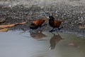 Group of Chestnut Munia bird drinking water