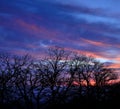 Group of chestnut trees on intense sky at dawn