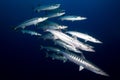 A school Barracuda on the reef