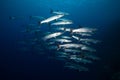 A school Barracuda on the reef