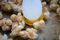 A group chick at farm Royalty Free Stock Photo