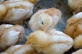 A group chick at farm Royalty Free Stock Photo