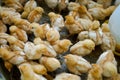 A group chick at farm Royalty Free Stock Photo