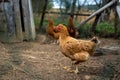 Hens roam freely in paddock Royalty Free Stock Photo