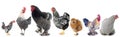 Group of chicken