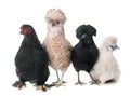 Group of chicken Royalty Free Stock Photo