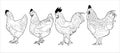 Group of Chicken hand drawn illustration. cock hen rooster fowl poultry Chicken Vector illustration with drawing text