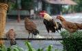 Group on chicken standing on rail Royalty Free Stock Photo