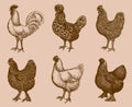 Group of chickens from different breeds isolated on a light orange-brown background Royalty Free Stock Photo