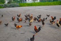 Group of chickens gather around