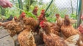 Group of chickens gathered closely in a pen Royalty Free Stock Photo