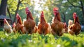 Group of chickens grazing on green grass in sunlit farmyard Royalty Free Stock Photo