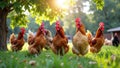 Group of chickens grazing on lush green grass in sunlit farm setting Royalty Free Stock Photo