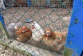 A group of chickens are inside a cage. Royalty Free Stock Photo