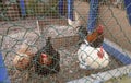 A group of chickens are inside a cage. Royalty Free Stock Photo
