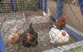 A group of chickens are inside a cage.