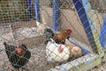 A group of chickens are inside a cage. Royalty Free Stock Photo