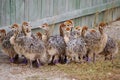 Group of chickens-ostriches with spotted necks Royalty Free Stock Photo