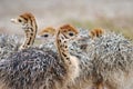 Group of chickens-ostriches with spotted necks