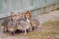 Group of chickens-ostriches with spotted necks Royalty Free Stock Photo