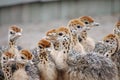 Group of chickens-ostriches with spotted necks Royalty Free Stock Photo