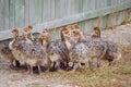 Group of chickens-ostriches with spotted necks Royalty Free Stock Photo