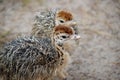 Group of chickens-ostriches with spotted necks Royalty Free Stock Photo