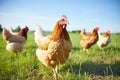 a group of chickens roaming freely on a sunny meadow