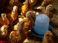 A group of chickens standing around a blue bowl of water Royalty Free Stock Photo