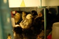 Group of chicks in a brooder Royalty Free Stock Photo