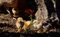 Group of chicks and hen