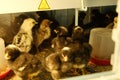 Group of chicks in a warm brooder Royalty Free Stock Photo