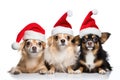 group of chihuahua in christmas hats isolated on white background, Group of dogs wearing christmas hats, isolated on white