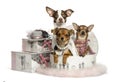 Group of Chihuahua in a clothes box, isolated