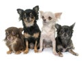 Group of chihuahua