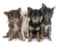 Group of chihuahua