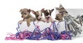 Group of Chihuahua puppies in a present box with streamers Royalty Free Stock Photo