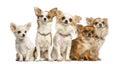 Group of Chihuahua sitting