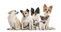 Group of chihuahua sitting, isolated