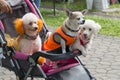 Group of chihuahua sitting in a wheelchair outside the house to hang out and enjoy