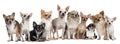 Group of Chihuahuas sitting Royalty Free Stock Photo