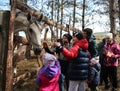 A group of children boys and girls look at a horse feeding an animal on a farm