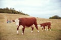 Group Of Children On Outdoor Activity Camping Trip Watching Cow And Calf In Field Royalty Free Stock Photo