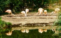 Group of Chilean Flamingo feeding near a pond, Ireland