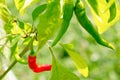 Group chili pepper green grow on branches of a bush couple in the foreground on a background of smaller pods background