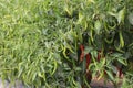 Group of chilli plants with mix of green and red fresh chillies that are ready to harvest grown on horticultural farms