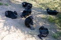 A group of Chimpanzee in the conservancy