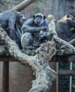 Group of Chimpanzee eating banana sitting on tree