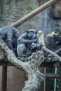 Group of Chimpanzee eating banana sitting on tree